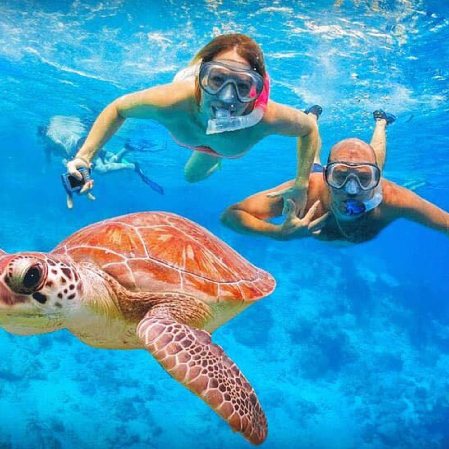 -50% for Snorkeling at Mirissa: guide + swimming to enjoy green turtles, corals, fish and more