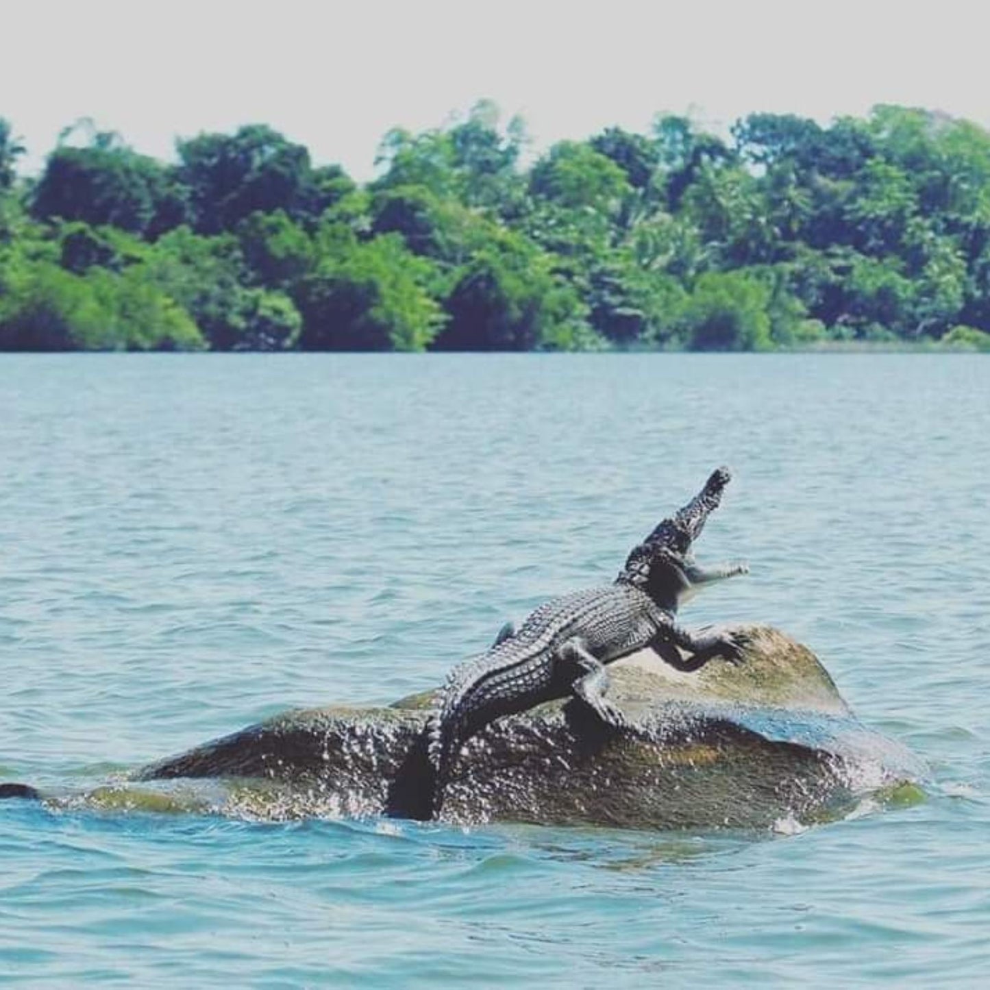 -50% for 2 days 1 night wild Camping for 2 or 5 people at Balapitiya: boat tour to Madhu River Island + full-board meals