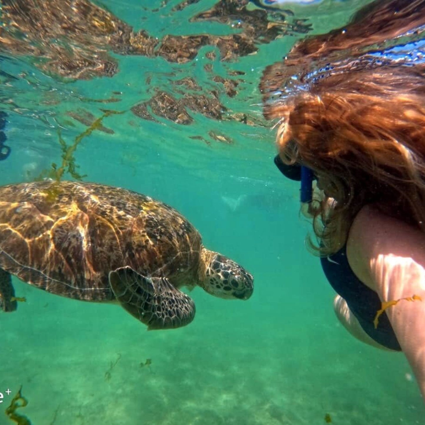 -50% for Snorkeling at Mirissa: guide + swimming to enjoy green turtles, corals, fish and more