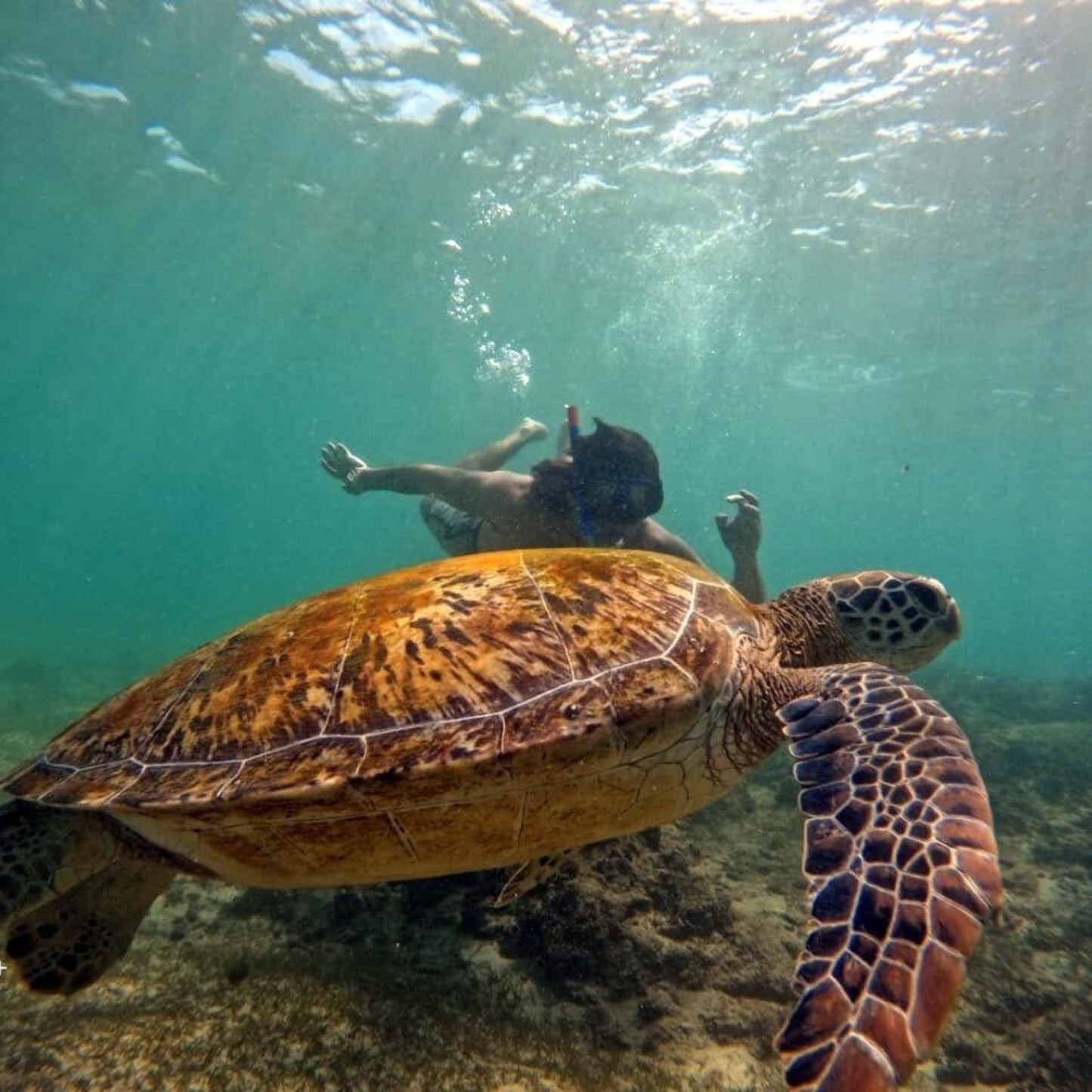 -50% for Snorkeling at Mirissa: guide + swimming to enjoy green turtles, corals, fish and more