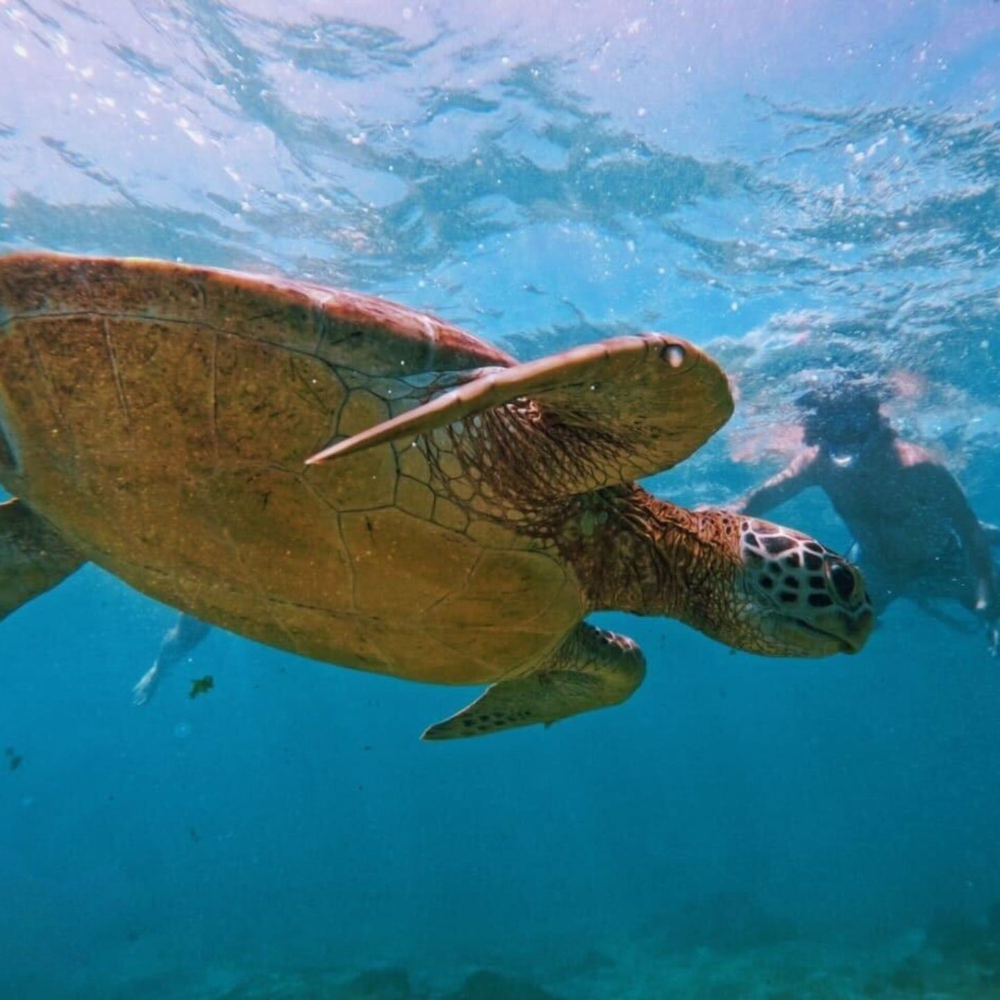-50% for Snorkeling at Mirissa: guide + swimming to enjoy green turtles, corals, fish and more