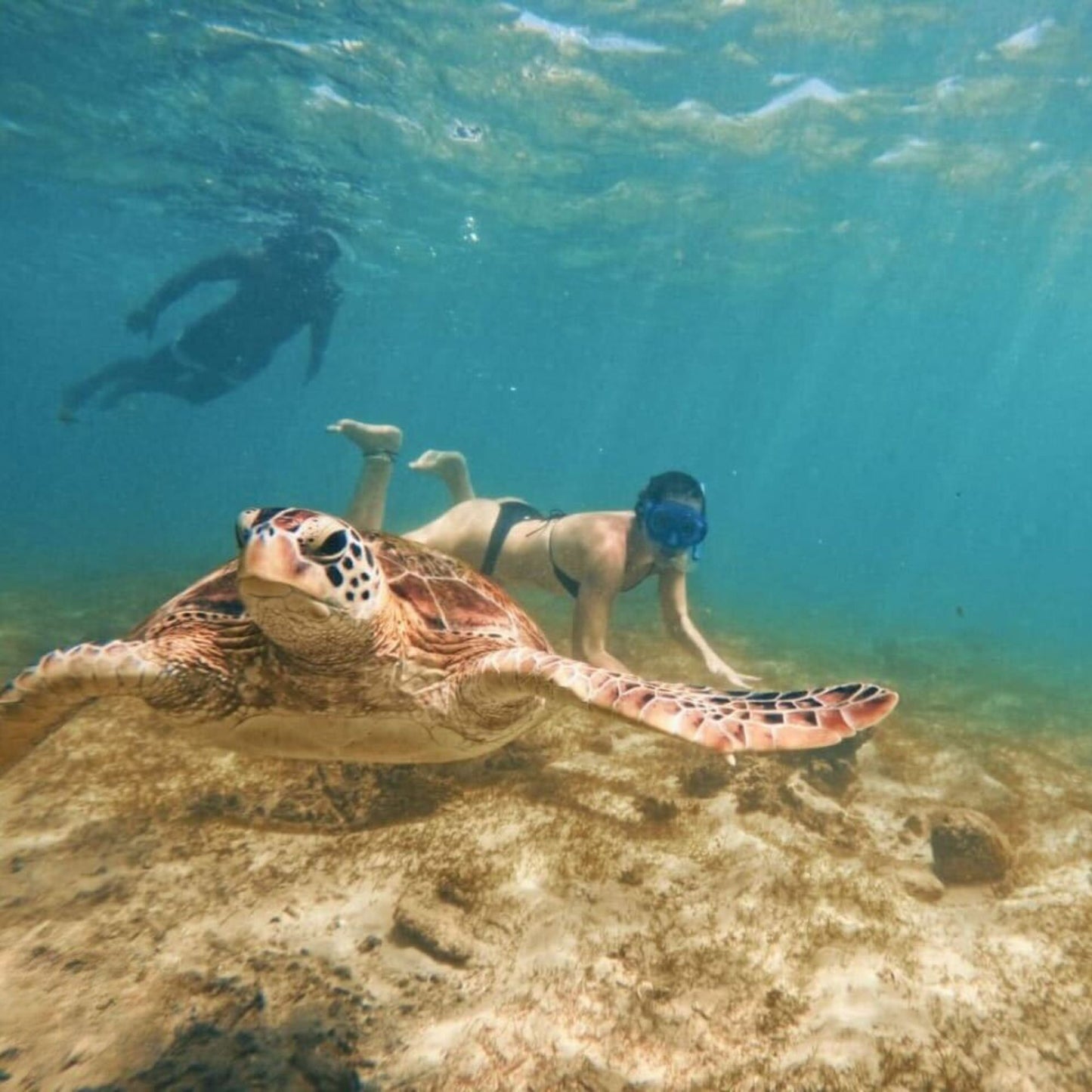 -50% for Snorkeling at Mirissa: guide + swimming to enjoy green turtles, corals, fish and more