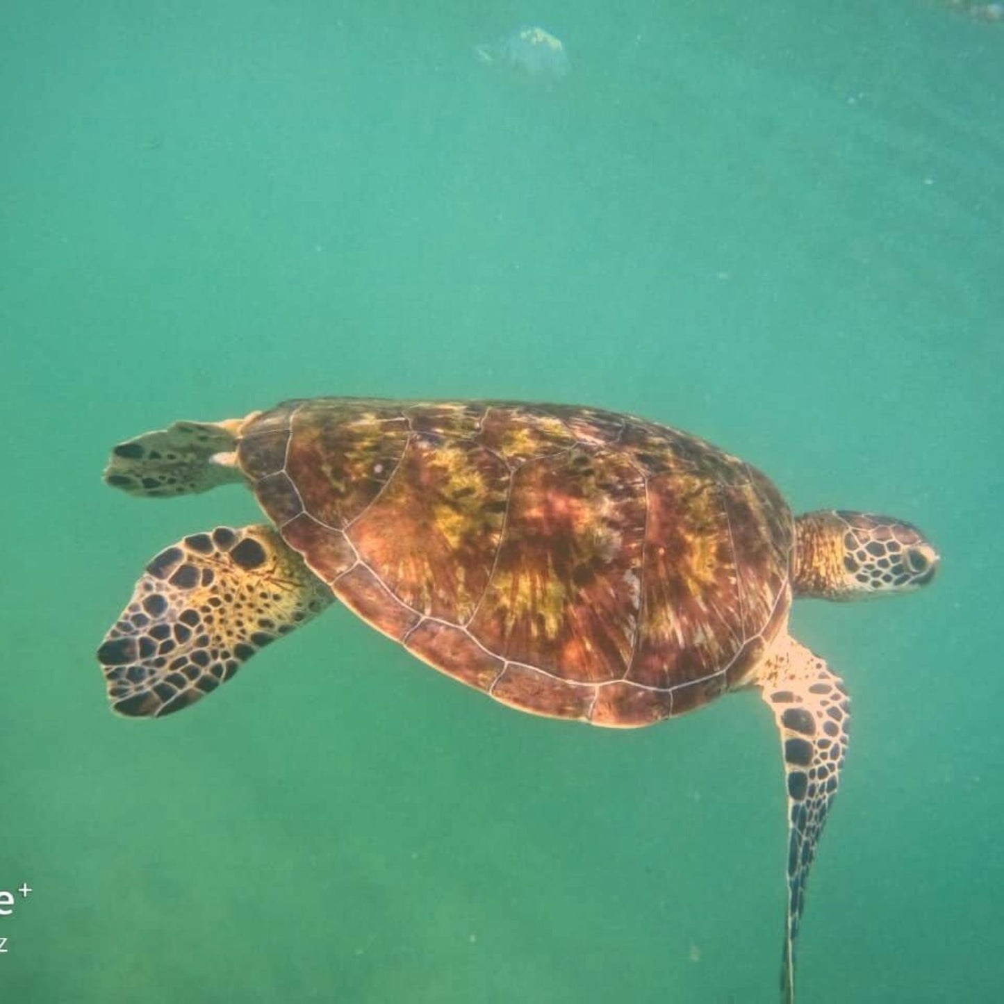 -50% for Snorkeling at Mirissa: guide + swimming to enjoy green turtles, corals, fish and more