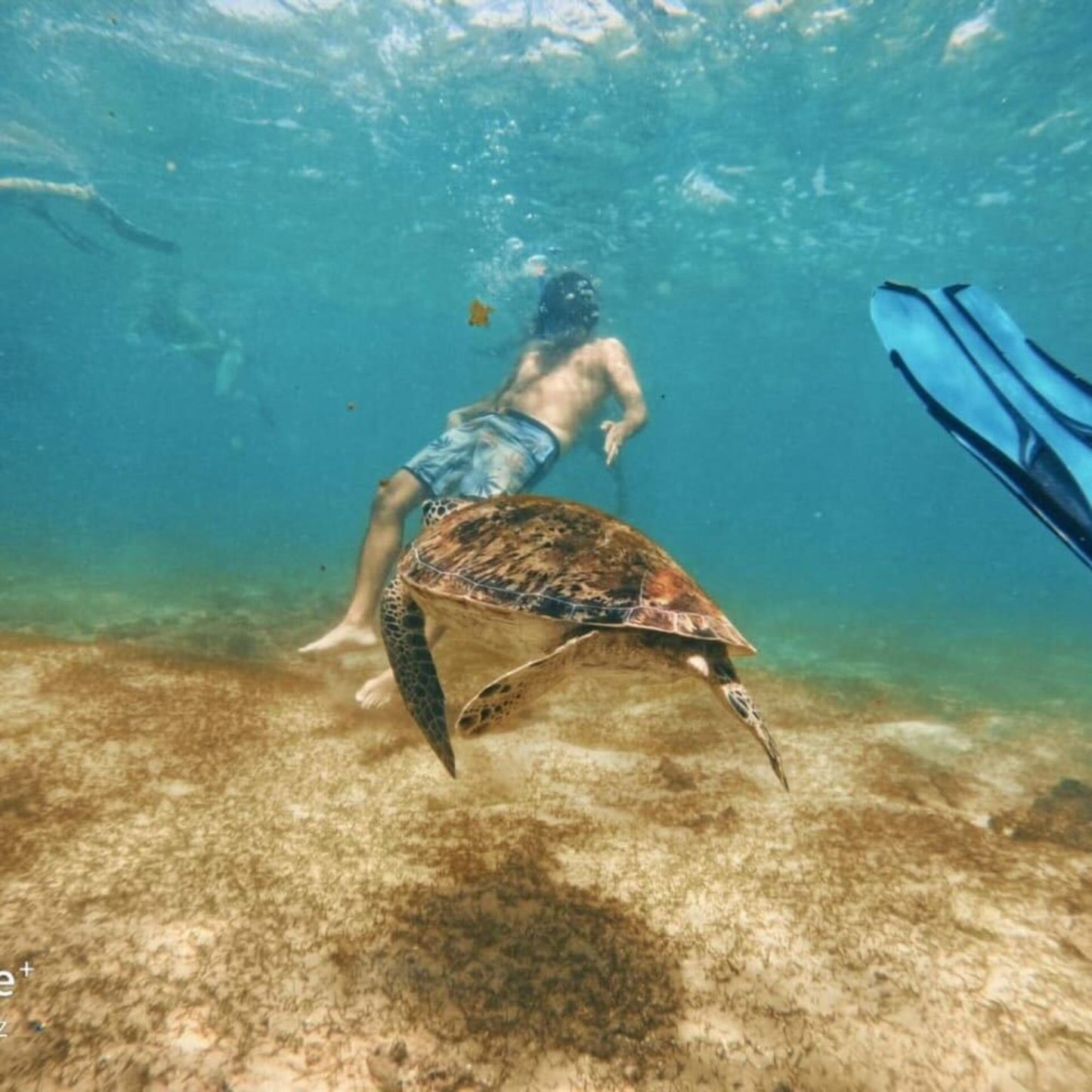 -50% for Snorkeling at Mirissa: guide + swimming to enjoy green turtles, corals, fish and more