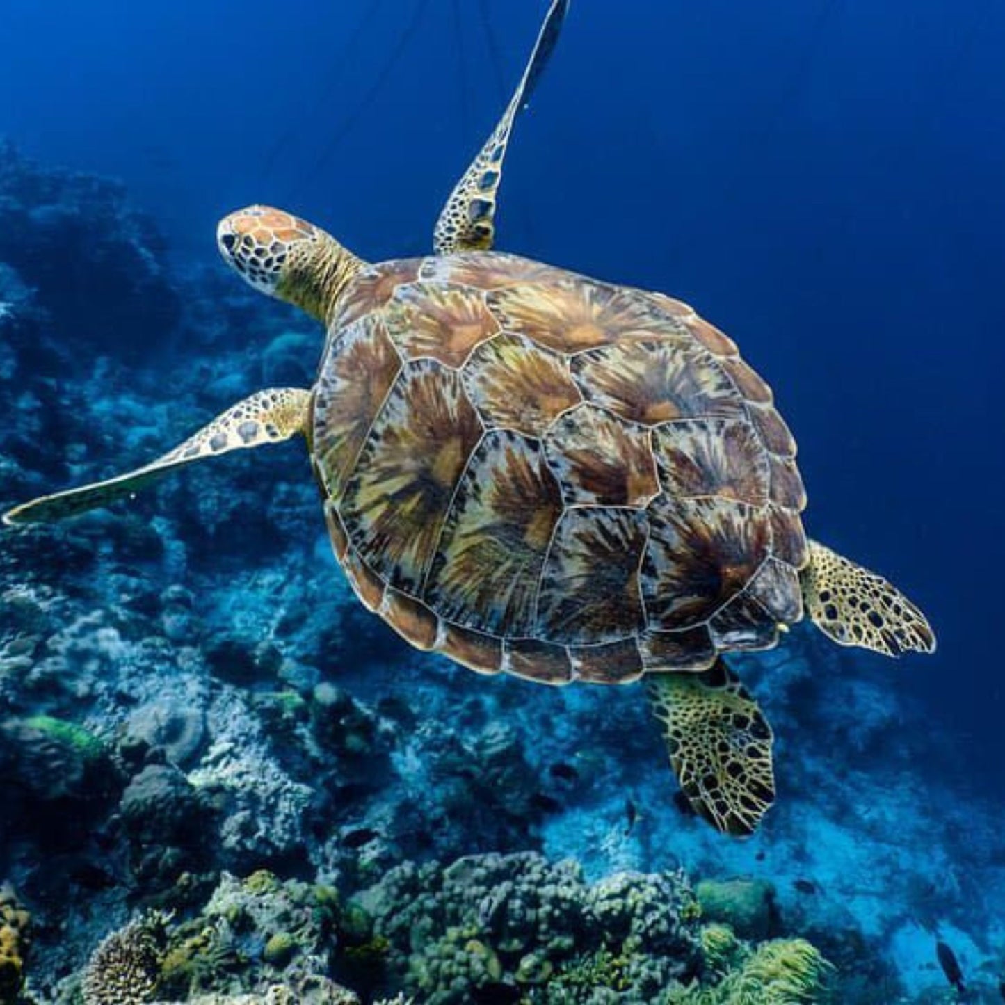 -50% for Snorkeling at Mirissa: guide + swimming to enjoy green turtles, corals, fish and more