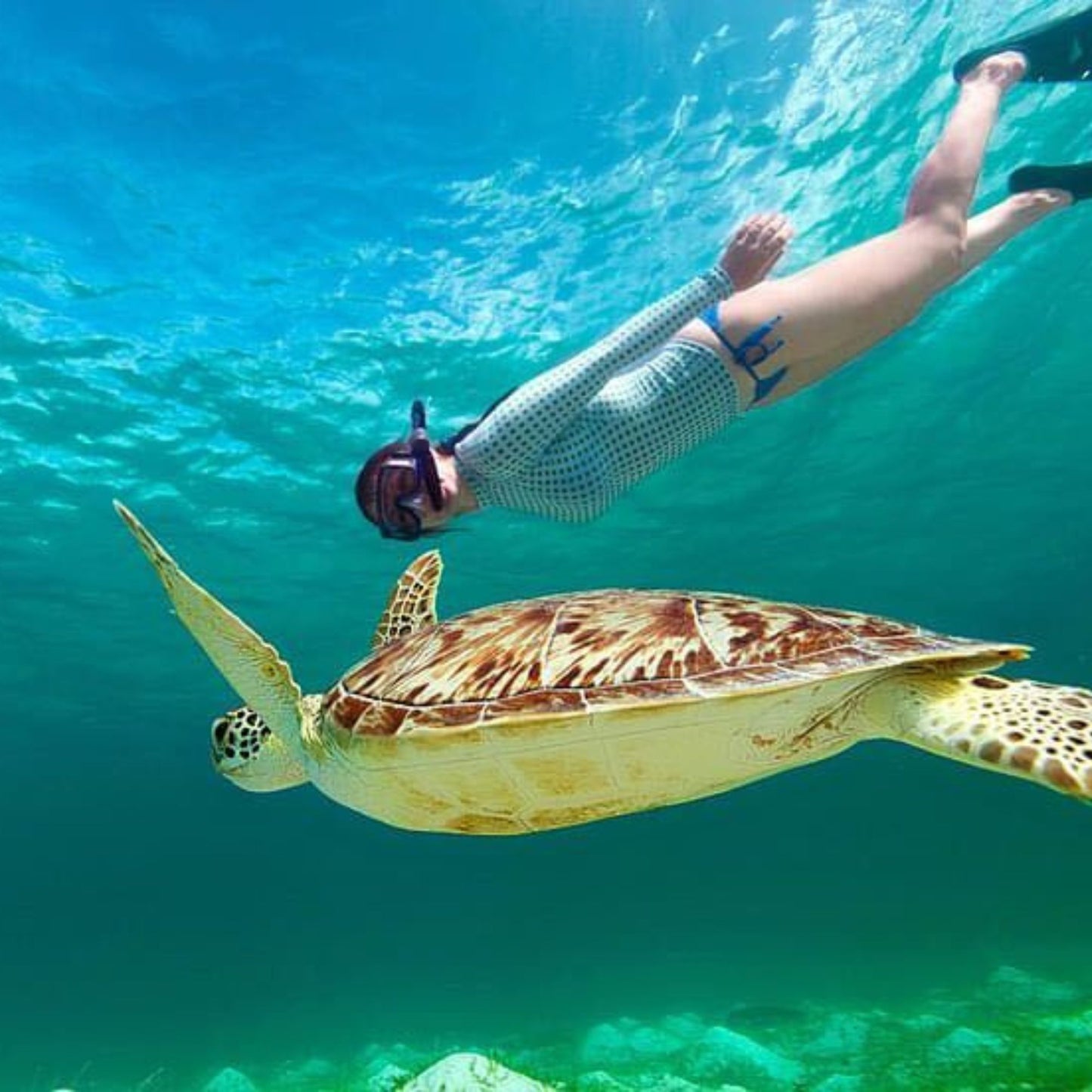 -50% for Snorkeling at Mirissa: guide + swimming to enjoy green turtles, corals, fish and more