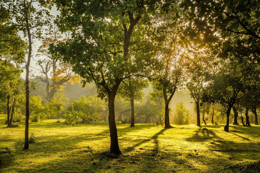 38% OFF for 3 days (2 nights) of Luxury Package in Double Room: Full Board, Private Star Bed, Outdoor Bathtub, Guided Bushwalking and Romantic Meal arrangements!