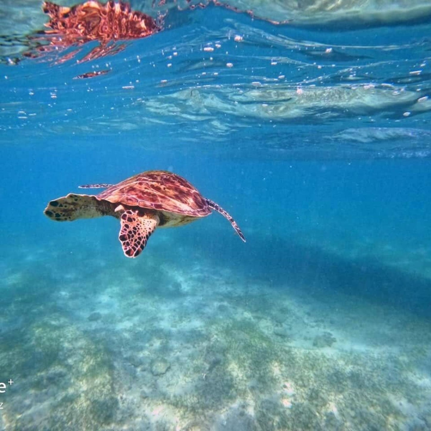 -50% for Snorkeling at Mirissa: guide + swimming to enjoy green turtles, corals, fish and more