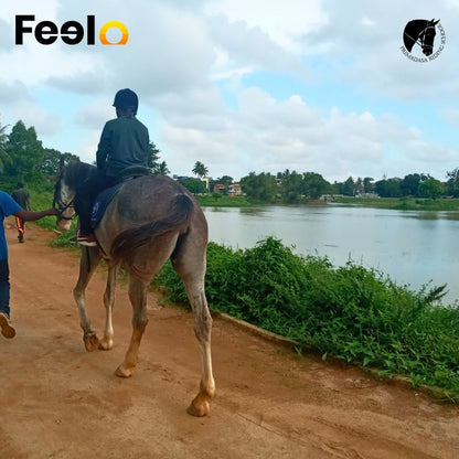 20 min, 40 min or 60 min Guided Horse Riding (laps) around a pleasing lake view - Premadasa Riding School, Nugegoda | Feelo