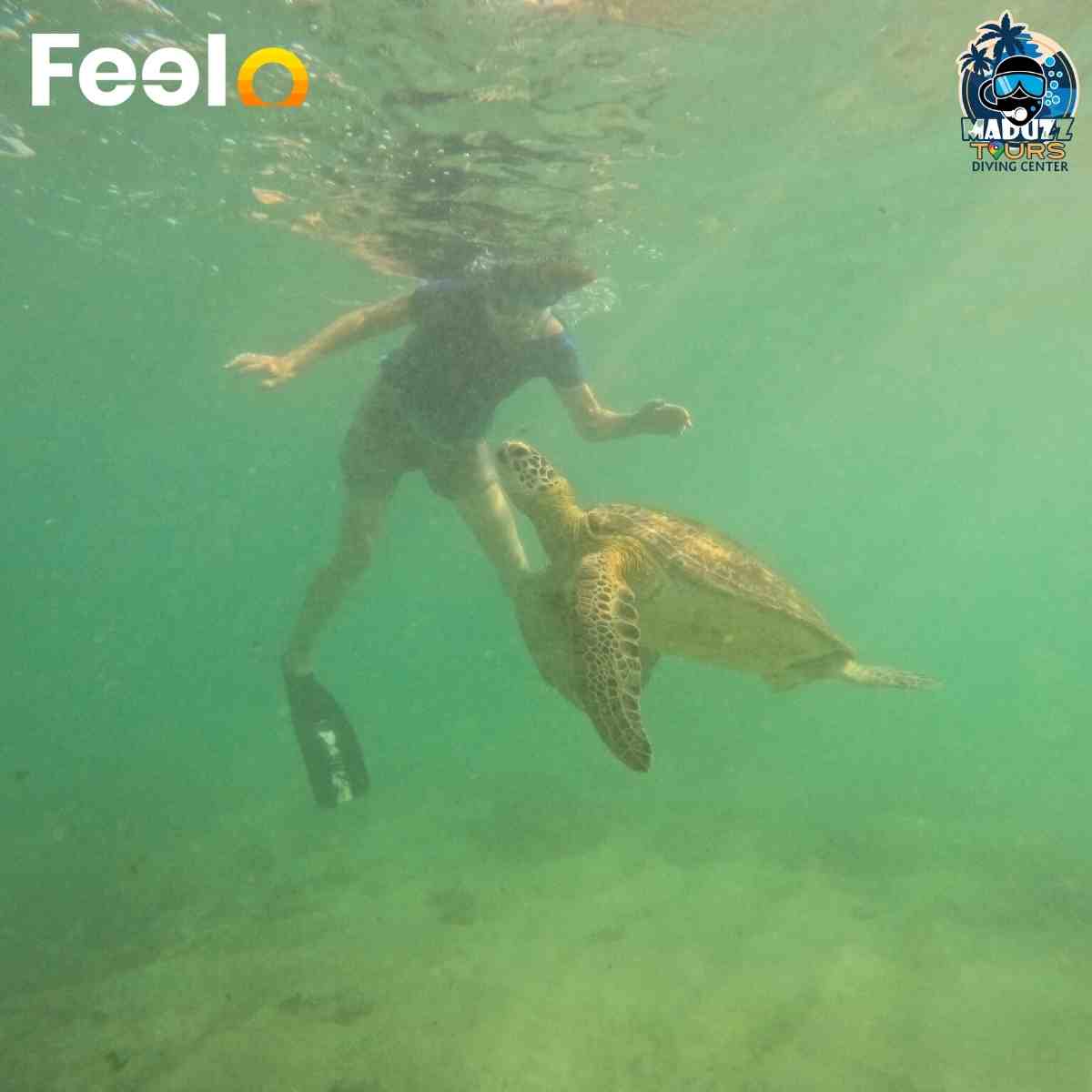 Snorkeling package for 1x person to witness Green Sea Turtles and Underwater life (Fish, Corals etc.) - Maduzz Tours Mirissa | Feelo