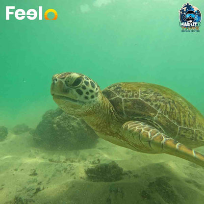 Snorkeling package for 1x person to witness Green Sea Turtles and Underwater life (Fish, Corals etc.) - Maduzz Tours Mirissa | Feelo