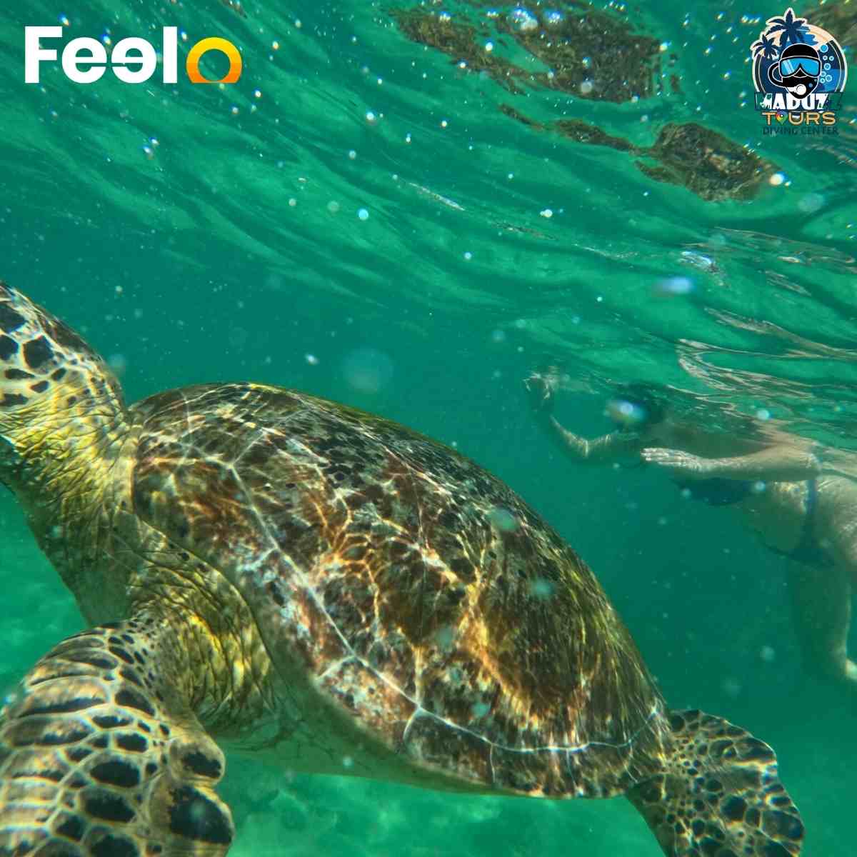 Snorkeling package for 1x person to witness Green Sea Turtles and Underwater life (Fish, Corals etc.) - Maduzz Tours Mirissa | Feelo